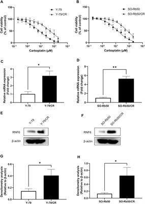 RING-Finger Protein 6 promotes Drug Resistance in Retinoblastoma via JAK2/STAT3 Signaling Pathway